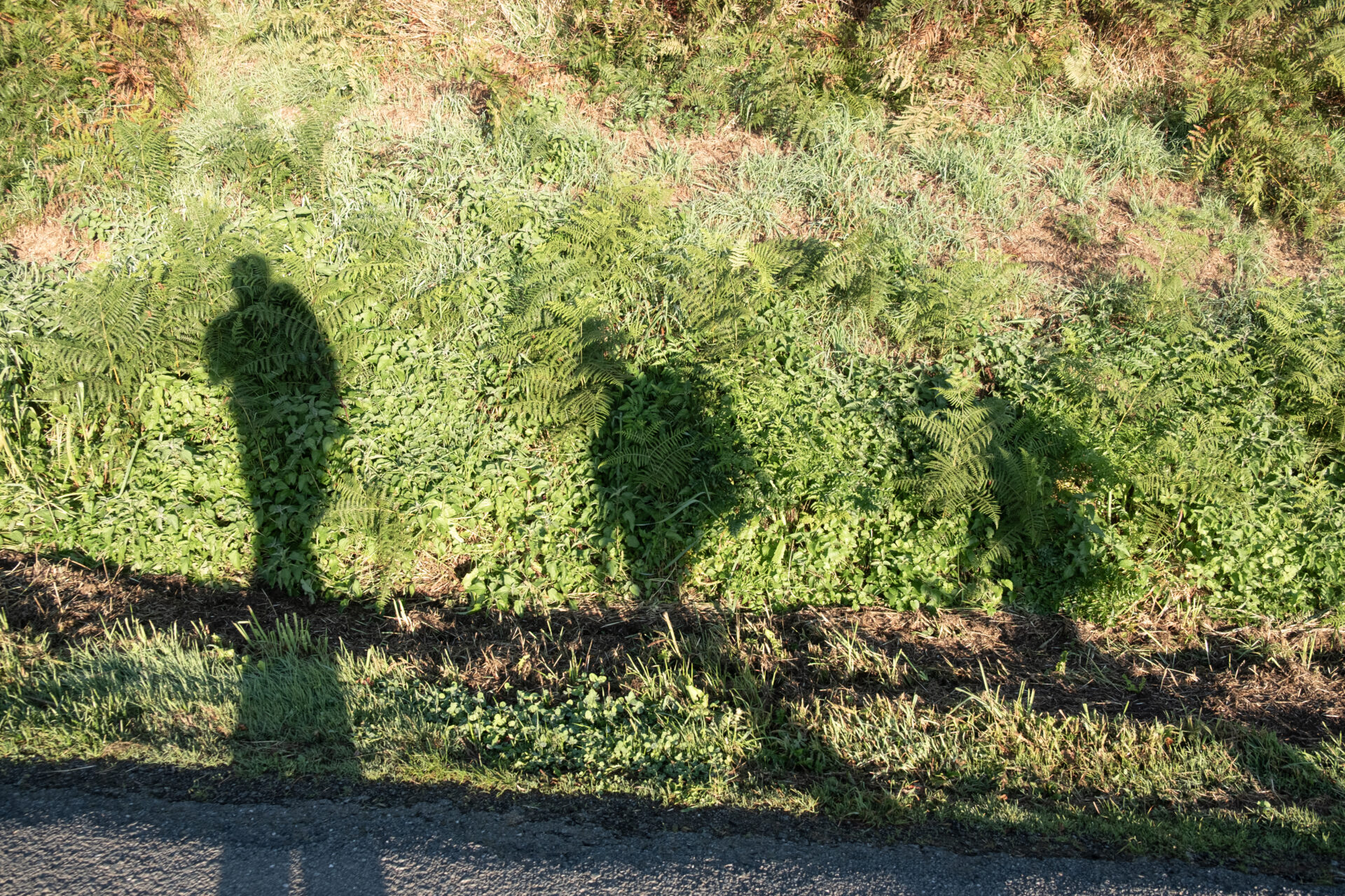 Il passo giusto: sul Cammino di Santiago per scoprire il senso della sostenibilità